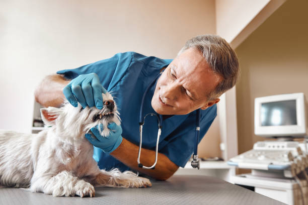 Best Emergency Wisdom Tooth Extraction in Coalfield, TN